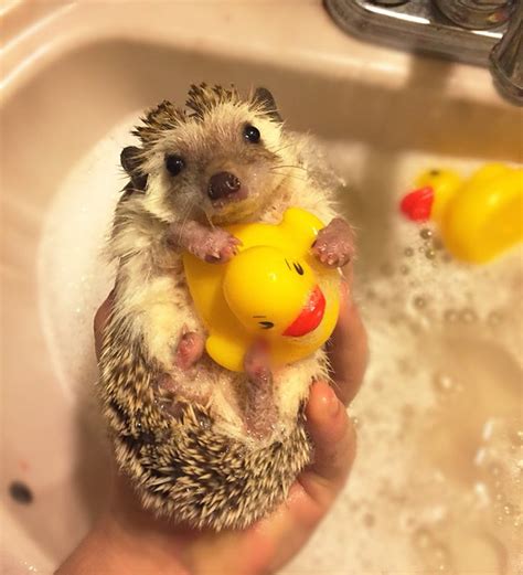 10 Hedgehog Photos That Will Totally Make You Wish You Had A Pet ...