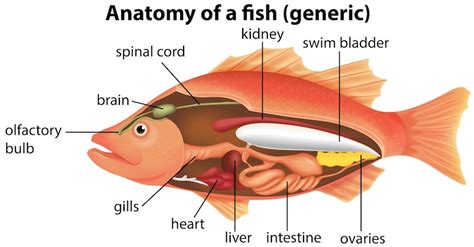 Premium Vector | Anatomy of a fish