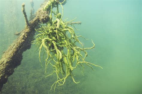 Freshwater Sponge Spongilla Lacustris Underwater Photography Stock Image - Image of colorful ...