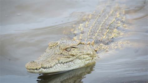 Egypt: Searching For Crocodiles On The Nile River