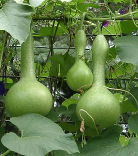 Graines, bulbes Maison et jardin Bottle Gourd Lagenaria Siceraria 10/50 seeds Autres