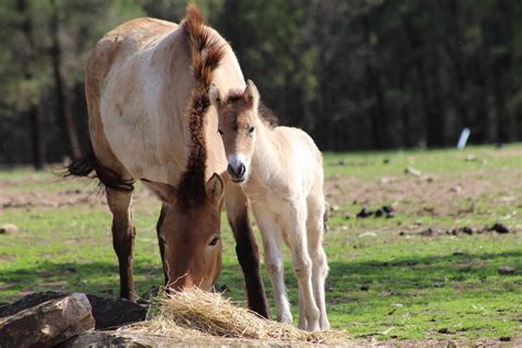 Seeing double! Two Takhi foals born at Dubbo Zoo | Taronga Conservation ...