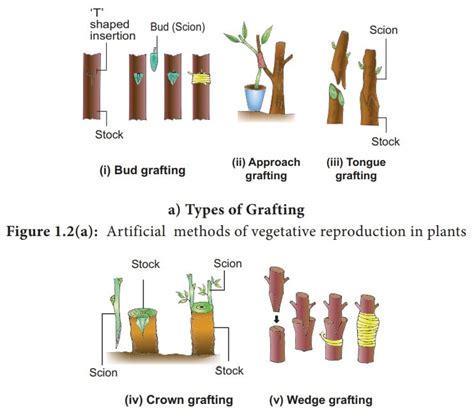 Artificial Vegetative Propagation Methods - FarmPally.com