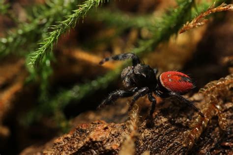 18 Enigmatic Facts About Red-Backed Jumping Spider - Facts.net