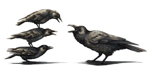 Crows are always the bullies when it comes to fighting with ravens