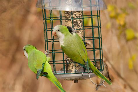 Monk Parakeets Photograph by James Zipp - Pixels