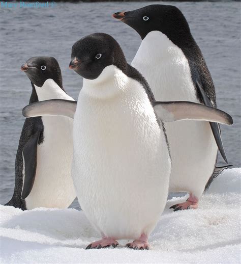 Adélie Penguins Pygoscelis adeliae DSC_0046 Antarctica, Patagonia ...