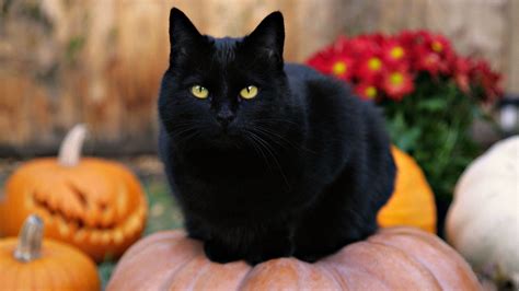 Black Cat Autumn Wallpapers - Wallpaper Cave