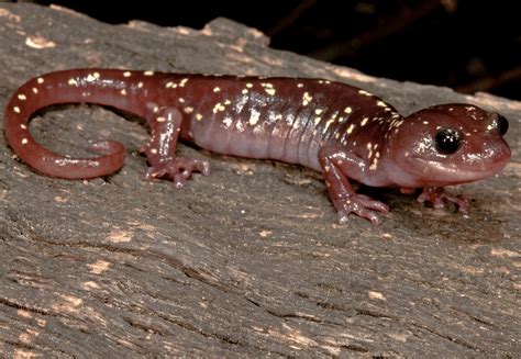 Why do Salamanders Breathe Through Their Skin?