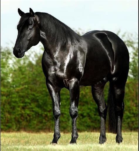 Black quarter horse stallion | GORGEOUS HORSES | Pinterest | Beautiful ...