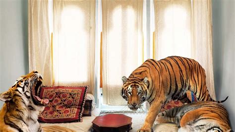 Bengal Tigers’ Habitat Down To Studio Apartment In Jaipur, India