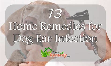 13 Home Remedies for Dog Ear Infection - Home Remedies