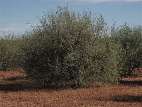 Huizache (Acacia farnesiana) | Feedipedia