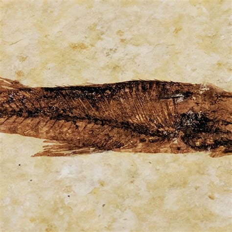 Knightia Fish Authentic Fossil // Museum Display (Fossil Only) - RARE-T ...