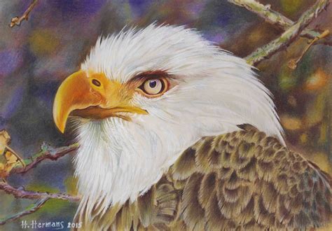 Bald eagle - colored pencils | Bald eagle, Eagle, Animal art