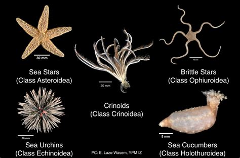 Anatomy Of Echinoderms - Anatomical Charts & Posters