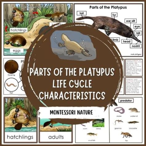 Platypus Life Cycle Facts