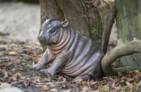 Fat Baby Dwarf Hippo Born at Parken Zoo in Sweden | TIME