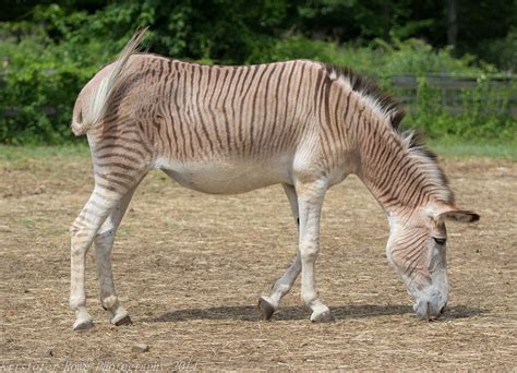 Zonkey 1 | Zonkey, Huge dogs, Mammals