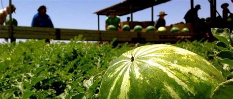 Watermelon Farm | Watermelon farming, Farm tour, Farm visit