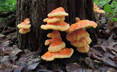 Chicken Of The Woods Identification, Look-Alikes, & Medicinal Benefits - Learn Your Land