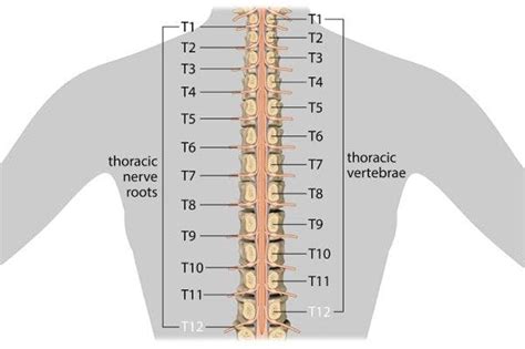 T12 Spinal Cord Injury: What is the Recovery Outlook? | Flint Rehab