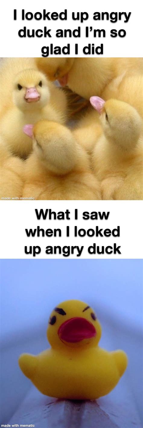 Angry duck noises : r/memes