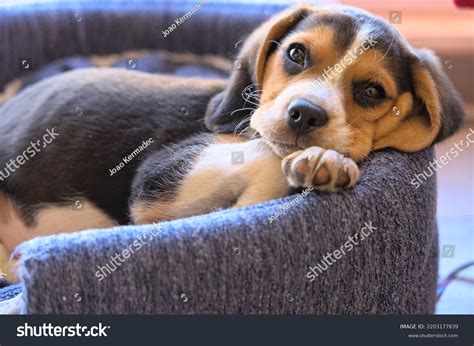 Portrait Twomonths Old Beagle Puppy Sleeping Stock Photo 2203177839 ...