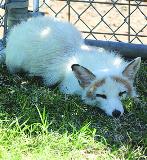 Silver fox joins zoo residents - Dodge City Daily Globe