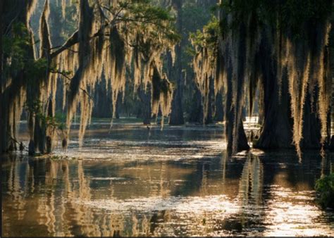 Pin by Athena Nassar on novel | Louisiana swamp, Bayou country, Louisiana bayou