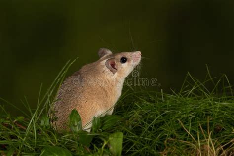 Spiny mouse stock photo. Image of color, looking, egyptian - 18209132