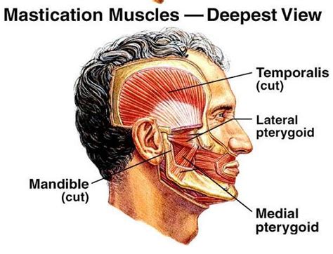 The jaw joint complex of the teeth, muscles and joints – The muscle ...