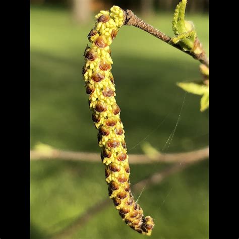 Betula nigra #3 (River Birch) - Scioto Gardens Nursery