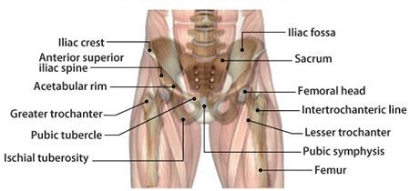 Hip Injury Treatment Specialists - Hip Injuries Doctor NYC