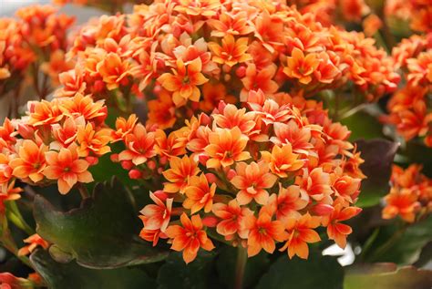 All About the Kalanchoe - Cascade Floral Wholesale