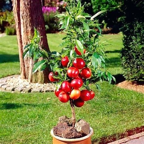 Dwarf Plum Tree at Rs 80 in Nagaon - ID: 4932624 | Nazmin Nursery