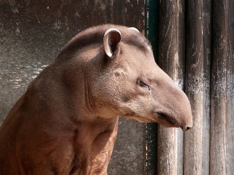 How London Zoo’s big ‘weigh in’ could help conservation in the wild ...