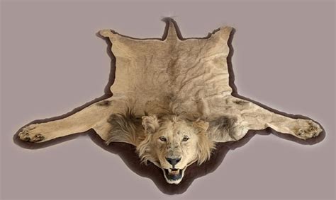 Sold Price: African Lion Skin Taxidermy Rug - November 3, 0119 5:00 PM EST