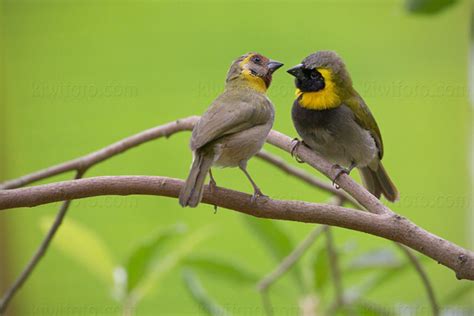 Cuban Grassquit Pictures and Photos - Photography - Bird | Wildlife | Nature - Christopher Taylor