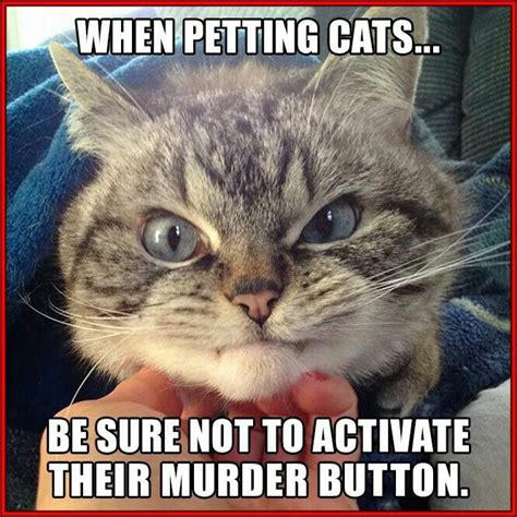 Cat buttons | Funny animals with captions, Funny cat pictures, Funny animals