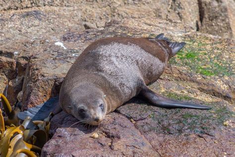 Australian Fur Seal in Tasmania, Australia Stock Photo - Image of cape ...