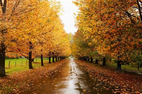 Image of Street lined with Autumn trees - Austockphoto