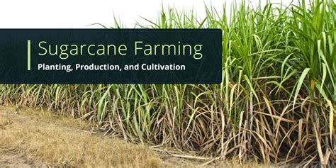 From Planting to Cultivation: All You Must Know About Sugarcane Farming