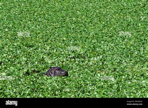 A baby hippopotamus, Hippopotamus amphibius, in a water pool filled ...