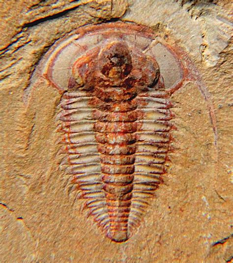 10 Different Types Of Trilobites (Identifying Trilobite Fossils) - Rock ...