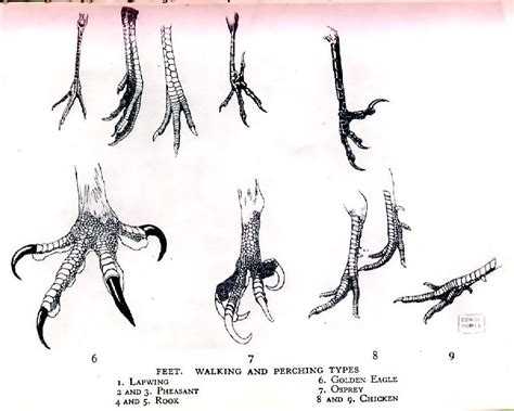 How To Draw Bird Feet - HOWTOCI