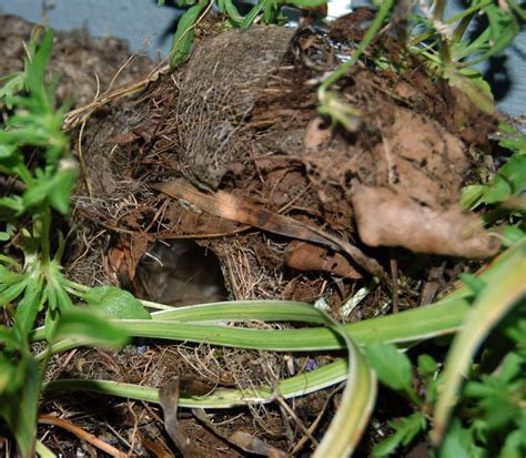 Carolina wren nest