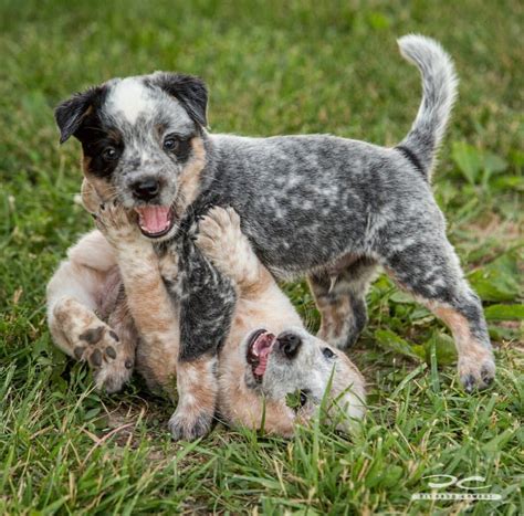 Heeler pups having fun — Red Heeler & Blue Heeler puppies | Heeler puppies, Blue heeler dogs ...