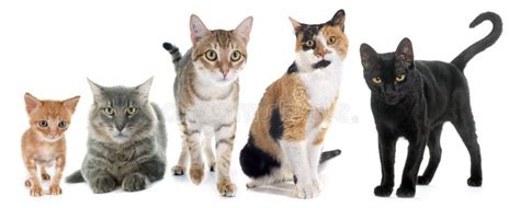 Group of cats stock photo. Image of adult, studio, tabby - 66340128