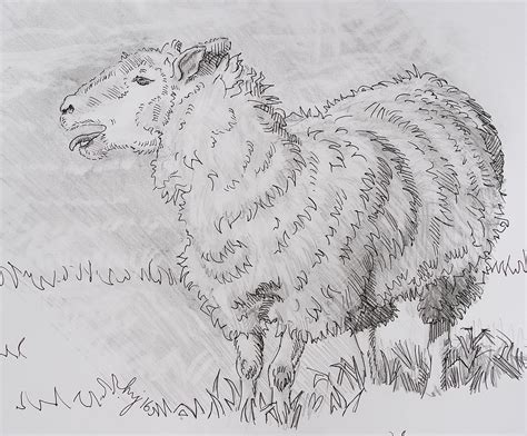 Sheep Bleating Pencil Drawing - Baa Baa Blah Drawing by Mike Jory - Fine Art America